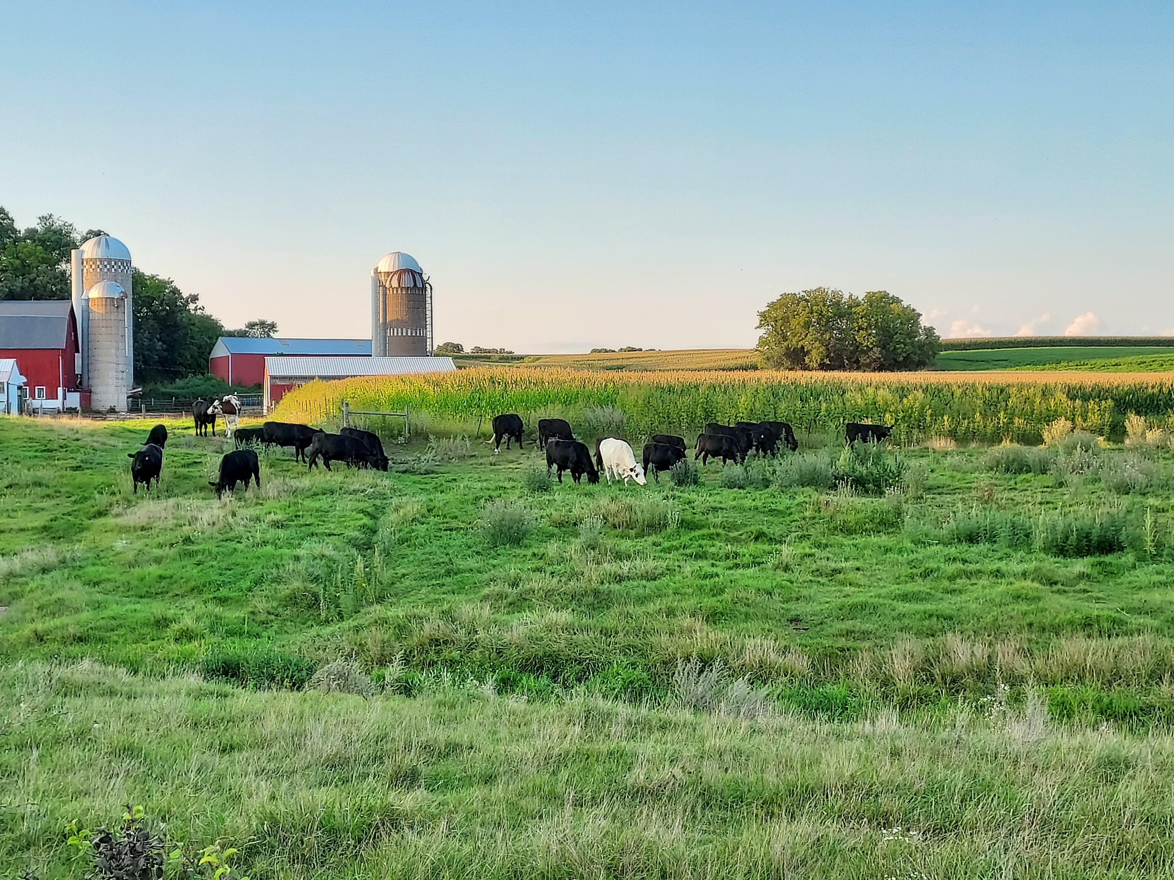 Grazeful Acres cattle including Akaushi grazing in evening light